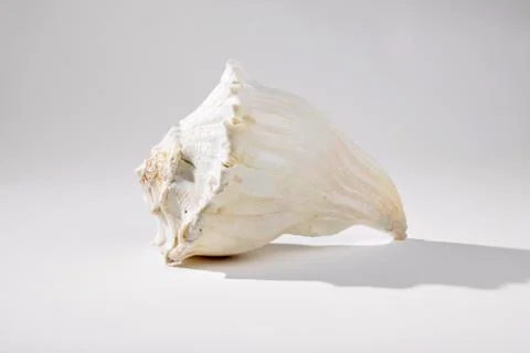 Side Profile of Conch Shell Stock Photos