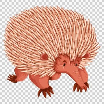 Side profile of a cute walking pink echidna on display. 스톡 일러스트