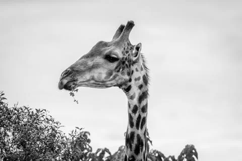 Side profile of an eating Giraffe. Stock Photos