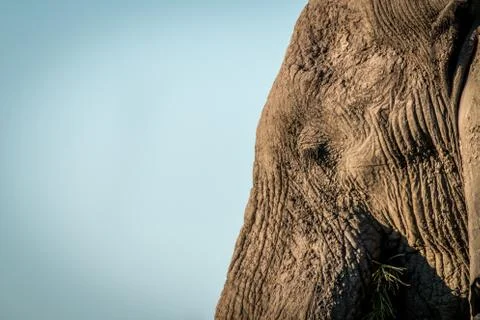 Side profile of the face of an Elephant. Foto stock