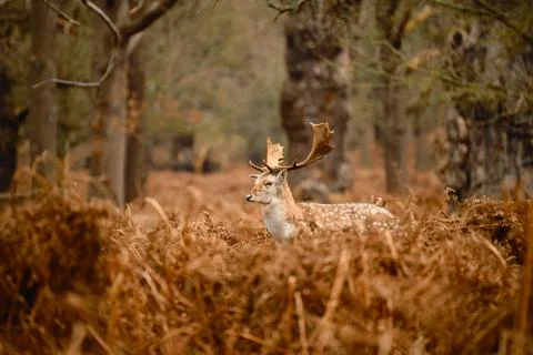Side Profile of Fallow Deer Stag in Richmond Park Stock Photos