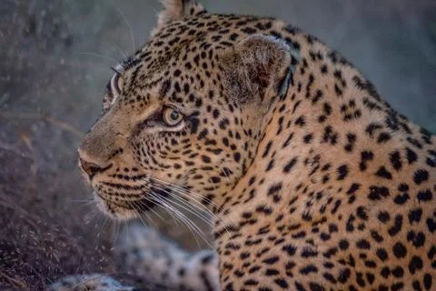 Side profile of a female Leopard. Stock Photos