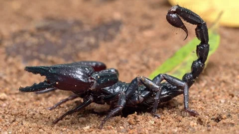 Side Profile of Forest Scorpion With Raised Stinger Stock Footage 336164330