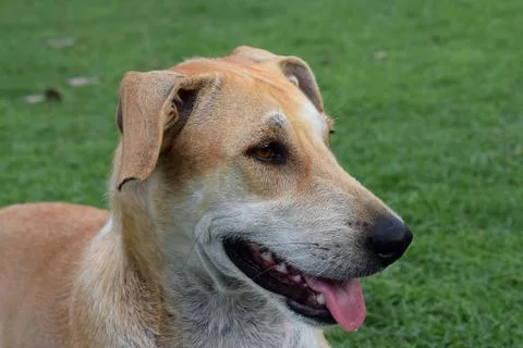 Side profile of a friendly tan dog standing on green grass Stock Photos