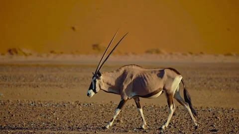 Side profile of Gemsbok oryx walking across arid desert plain Stock Footage 345293072