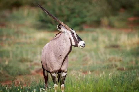 Side profile of a Gemsbok. Foto stock