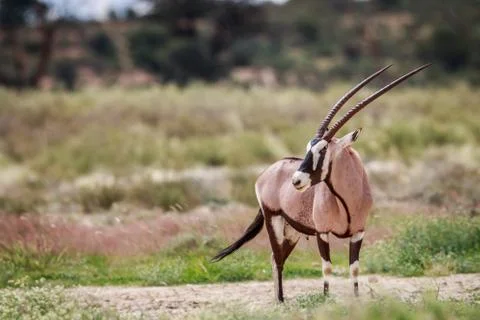 Side profile of a Gemsbok. Stock Photos