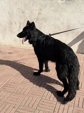 Side Profile German Shepherd Standing in Sunlight Outdoors Stock Photos
