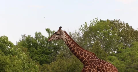Side profile of a giraffe with long neck and spotted pattern against blue sky Stock Footage 320020616