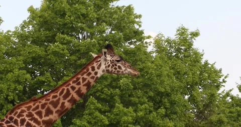 Side profile of a giraffe with long neck and spotted pattern against blue sky Stock Footage 320020617