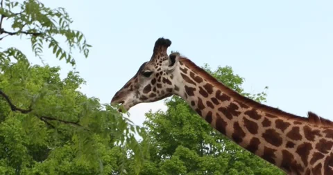 Side profile of a giraffe with long neck and spotted pattern against blue sky Stock Footage 320020628