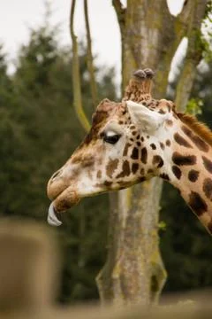 Side profile of a giraffe Stock Photos
