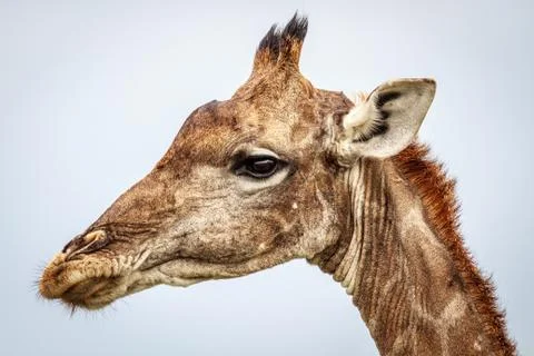 Side profile of a Giraffe. Stock Photos