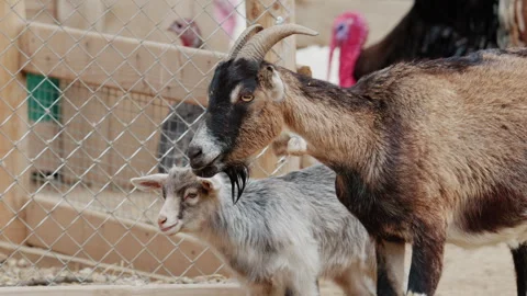 Side profile of a goat standing near a wire fence, with detailed focus on its Stock Footage 336832325