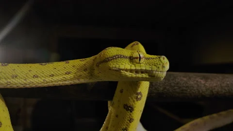Side profile of a green tree python on b... | Stock Video | Pond5