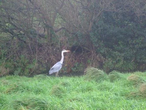 Side Profile of a Grey Heron Standing at the Bank of a Stream Stock Photos