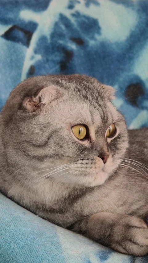 Side profile of a grey Scottish Fold cat relaxing on a blue blanket. Stock Footage 315229669