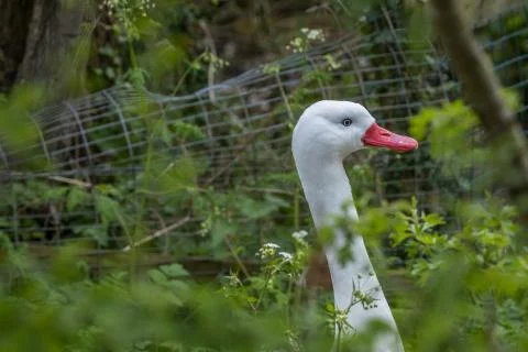 Side profile - head and neck of a Coscoroba Swan Stock Photos