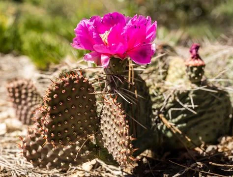 Side Profile of Hedgehog Cactus with single blossom 库存照片