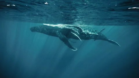 Side Profile Humpback Whale Teaching Calf Vídeos de archivo 331231603