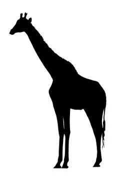 Side profile image of large giraffe standing Stock Illustration