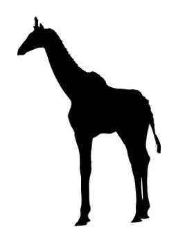 Side profile image of young giraffe standing Stock Illustration