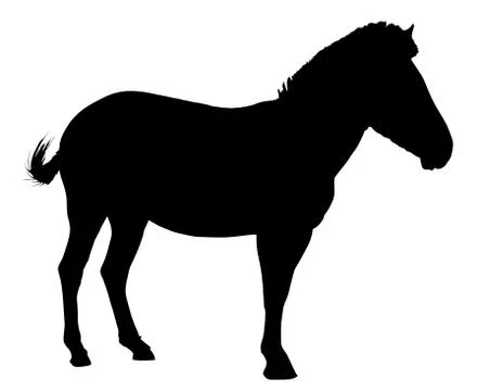 Side profile image of zebra standing Stock Illustration