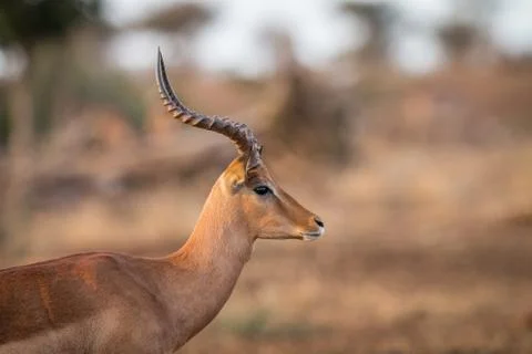 Side profile of an Impala in the Kruger. Stock Photos