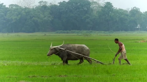 Side Profile of Indian Farmer Plowing Green Rice Paddy with Water Buffalo Stock Footage 336531556
