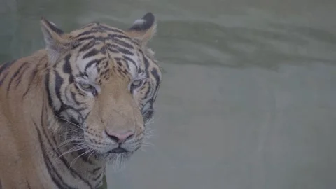Side Profile of Indochinese Tiger Standing StilI, Cinematic Wildlife 4K Footage Stock Footage 335567463