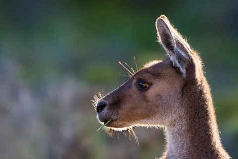 Side Profile Kangaroo Foto stock