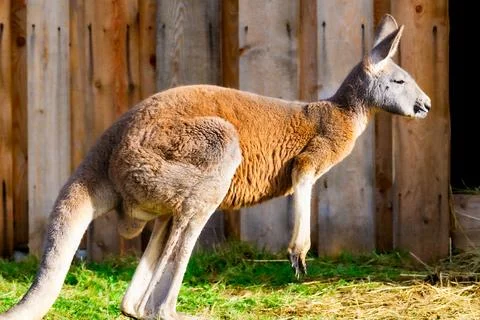 Side profile of a kangaroo in a zoo Stock Photos