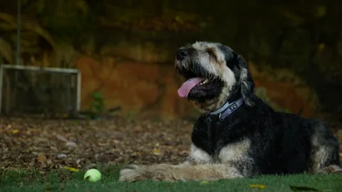 Side profile of large Black Russian Terrier with his ball 6K Stock Footage 297138432
