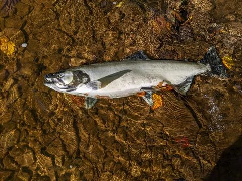Side Profile of a Large Dead Chinook Salmon in Clear Rippling Water Foto stock