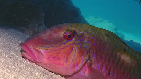 Side Profile of Large Reddish Reef Fish with Blue Stripes Stock Footage 336039612