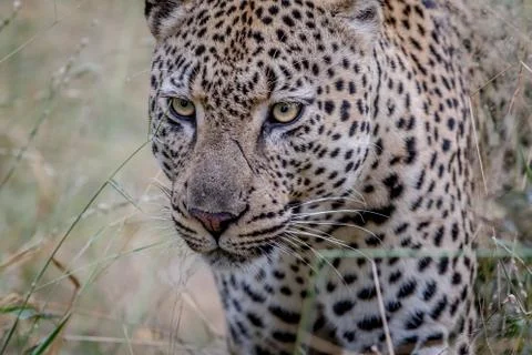 Side profile of a Leopard in the Kruger. Stock Photos
