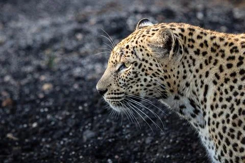 The side profile of a leopard, Panthera pardus against a dark background Stock Photos
