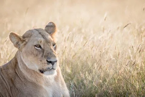 Side profile of a Lion in Chobe. Stock Photos