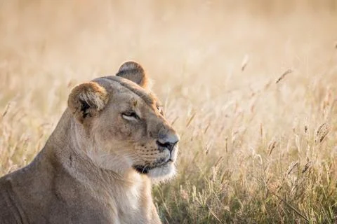 Side profile of a Lion in Chobe. Stock Photos