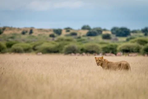 Side profile of a Lion in the grass. Stock Photos