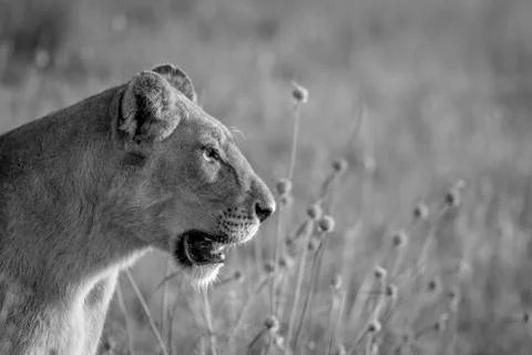 Side profile of a Lion in the grass. Stock Photos