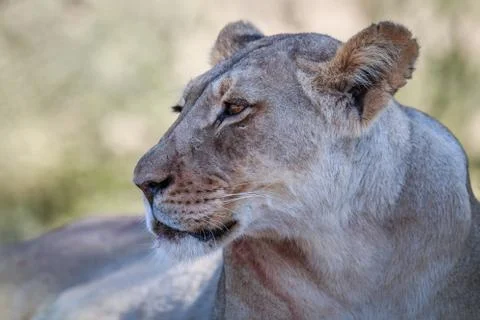 Side profile of a Lioness. Stock Photos