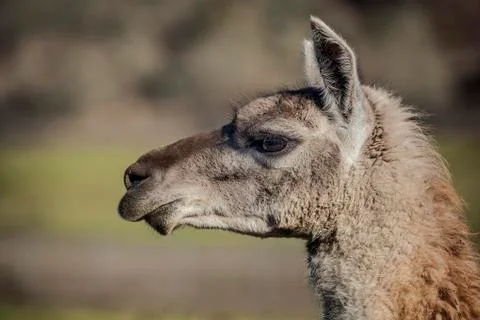 Side Profile of a Llama Stock Photos