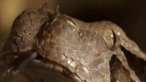 Side Profile Macro of Gaboon Viper Head, Green Backdrop, 4K Video Stock Footage 339639458