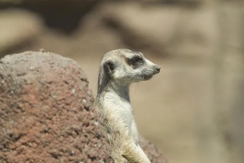 Side profile of meerkat. Stock Photos