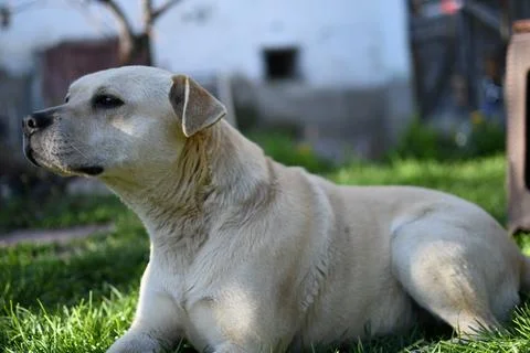 Side profile of a mixed-breed dog resting on grass Stock Photos