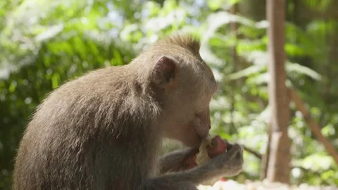 Side profile of monkey eating in the jungle Stock Footage 262707897