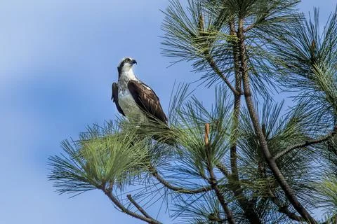 Side profile of osprey on tree branch. Stock Photos