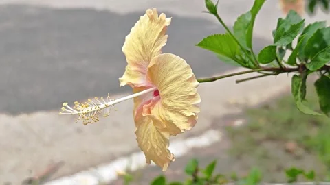 Side profile of peach orange hibiscus flower blooming on branch. Stock Footage 343093012