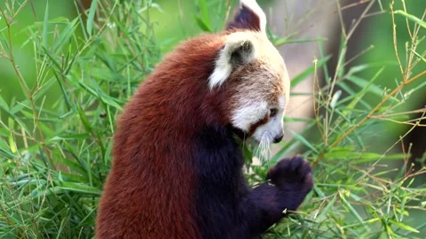Side Profile Portrait of Red Panda Among Bamboo Branches, Zoo Stock Footage 337096063